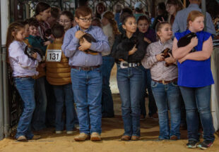 Rabbit Show kicks off 2026 Stephens County Livestock Show