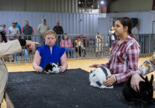 Rabbit Show kicks off 2026 Stephens County Livestock Show