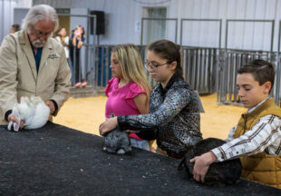 Rabbit Show kicks off 2026 Stephens County Livestock Show