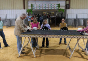 Rabbit Show kicks off 2026 Stephens County Livestock Show