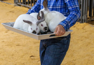Rabbit Show kicks off 2026 Stephens County Livestock Show