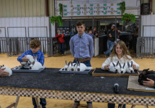 Rabbit Show kicks off 2026 Stephens County Livestock Show