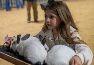 Rabbit Show kicks off 2026 Stephens County Livestock Show