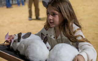 Rabbit Show kicks off 2026 Stephens County Livestock Show