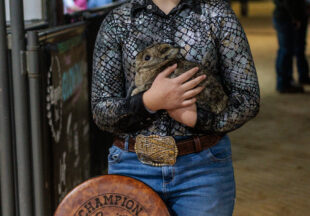 Rabbit Show kicks off 2026 Stephens County Livestock Show