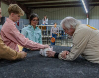 Sixty-eighth annual Stephens County Junior Livestock Show opens with Rabbit Division, continues today and Saturday