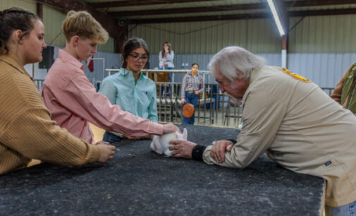 Sixty-eighth annual Stephens County Junior Livestock Show opens with Rabbit Division, continues today and Saturday