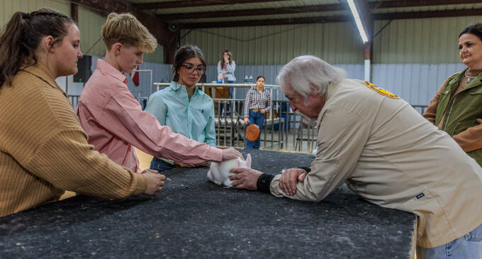 Sixty-eighth annual Stephens County Junior Livestock Show opens with Rabbit Division, continues today and Saturday