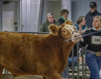 Stephens County Junior Livestock Show scheduled for Jan 8-10