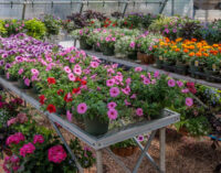 Stephens County 4-H to host annual plant sale on Friday, April 3