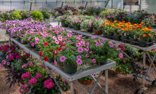 Stephens County 4-H to host annual plant sale on Friday, April 3