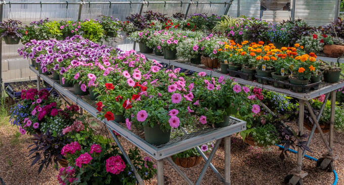 Stephens County 4-H to host annual plant sale on Friday, April 3
