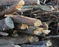 City of Breckenridge, Stephens County offer storm debris disposal options following weekend storms