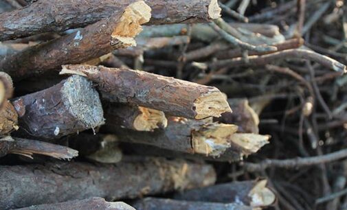 City of Breckenridge, Stephens County offer storm debris disposal options following weekend storms