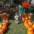Giant Pumpkin Weigh Off and 4-H Market 2026