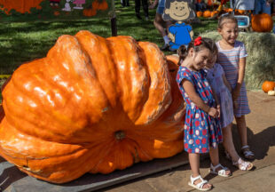 Giant Pumpkin Weigh Off and 4-H Market 2026