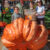 Giant Pumpkin Weigh Off and 4-H Market 2026